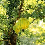 Somn'en Bulle 나작